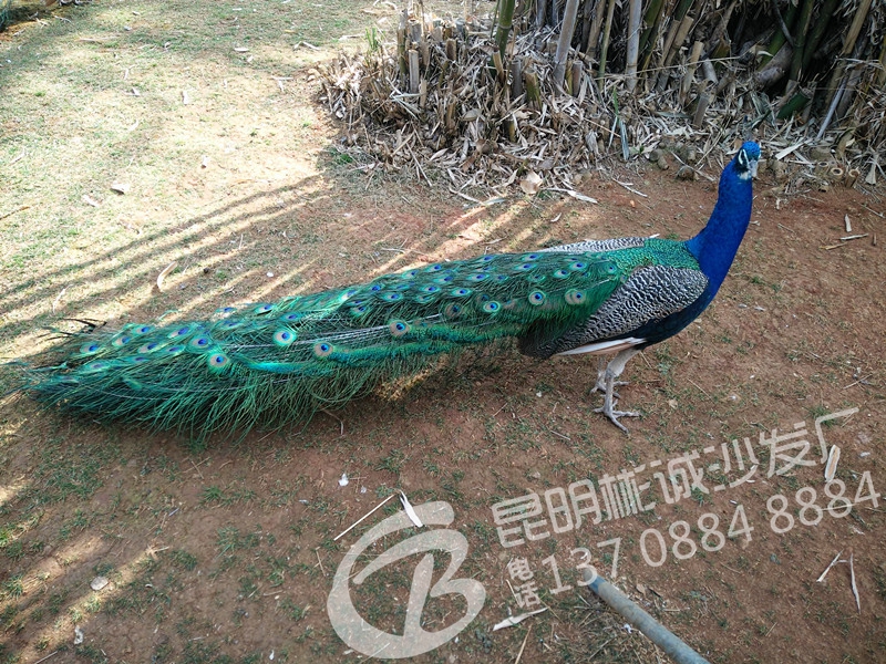 IMG20160229111030_.jpg